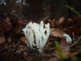 Clavulina coralloides image