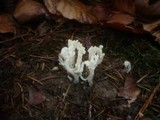 Clavulina coralloides image