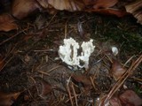Clavulina coralloides image