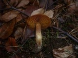 Cortinarius helvolus image