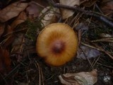 Cortinarius helvolus image