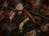 Cortinarius helvolus image