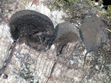 Annulohypoxylon thouarsianum var. thouarsianum image