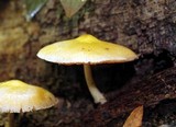 Pluteus mammillatus image