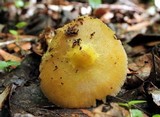 Pluteus mammillatus image