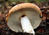 Russula compacta image