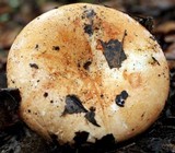 Russula compacta image
