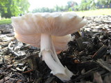 Pluteus petasatus image