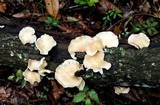 Lentinula boryana image