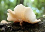 Lentinula boryana image