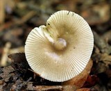 Amanita sect. Vaginatae image