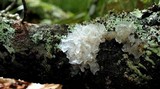 Tremella fuciformis image