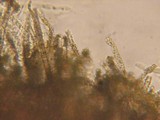 Neodasyscypha cerina image
