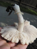Pluteus petasatus image