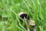 Panaeolus cinctulus image