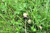 Panaeolus cinctulus image