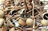 Panaeolus cinctulus image