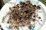 Panaeolus cinctulus image