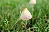 Conocybe apala image