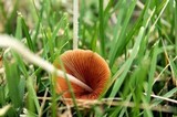 Conocybe apala image