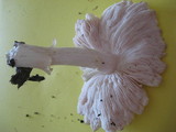 Pluteus petasatus image