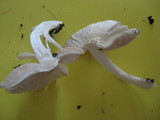 Pluteus petasatus image