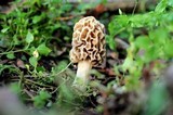 Morchella esculentoides image