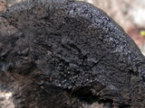 Annulohypoxylon thouarsianum var. thouarsianum image