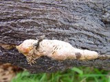 Daedalea quercina image
