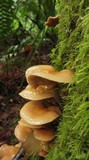 Kuehneromyces mutabilis image