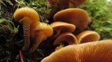 Kuehneromyces mutabilis image