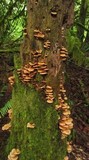 Kuehneromyces mutabilis image