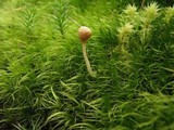 Galerina vexans image
