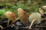 Mycena galericulata image