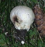 Calvatia lloydii image