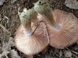 Armillaria gallica image