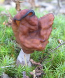 Gyromitra infula image