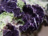 Trichaptum fuscoviolaceum image