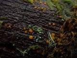 Dacrymyces stillatus image