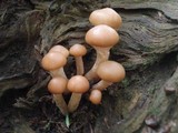 Kuehneromyces marginellus image