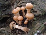 Kuehneromyces marginellus image