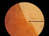Kuehneromyces marginellus image