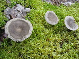 Cantharellula umbonata image