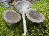 Cantharellula umbonata image