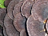 Hexagonia hydnoides image