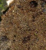 Hexagonia hydnoides image