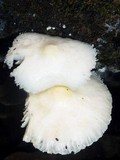 Leucocoprinus cretaceus image