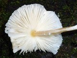 Leucocoprinus cretaceus image