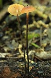Rhizomarasmius pyrrhocephalus image