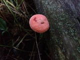 Rhodotus palmatus image
